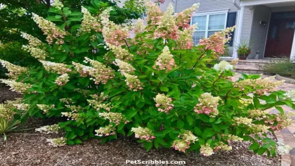 When Do Pinky Winky Hydrangeas Bloom: A Complete Guide to Flowering Schedule