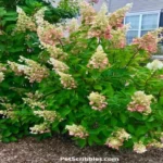 When Do Pinky Winky Hydrangeas Bloom: A Complete Guide to Flowering Schedule