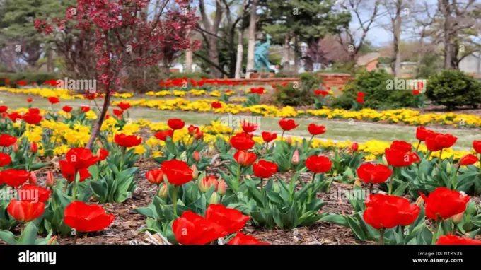 when do tulips bloom in wisconsin