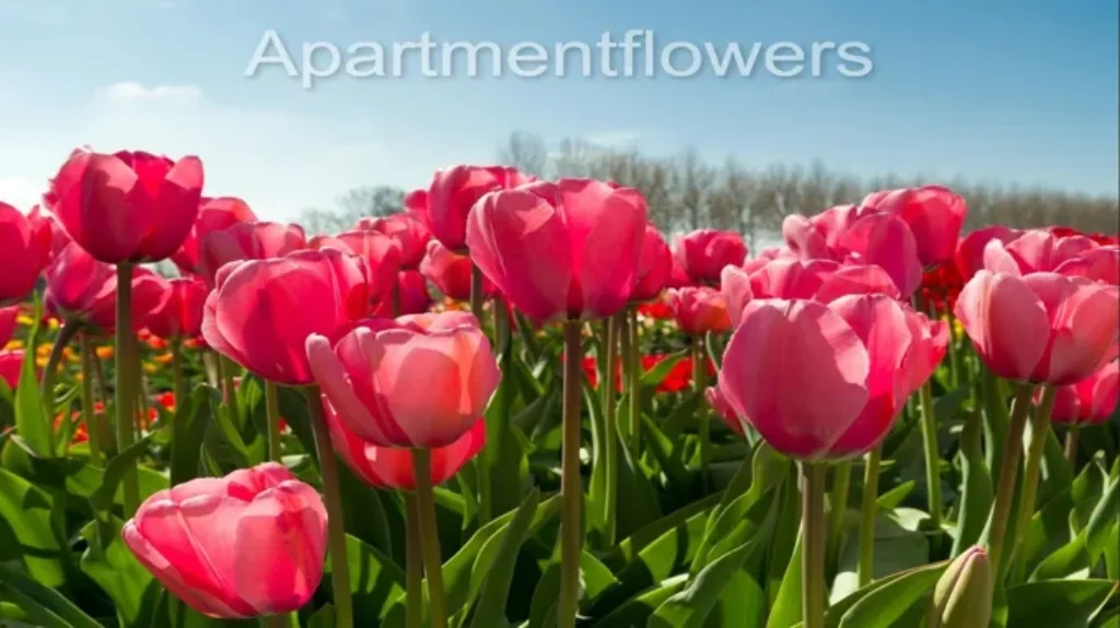 When Do Tulips Bloom in Wisconsin: A Guide to Spring Bloom Times