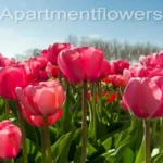 When Do Tulips Bloom in Wisconsin: A Guide to Spring Bloom Times