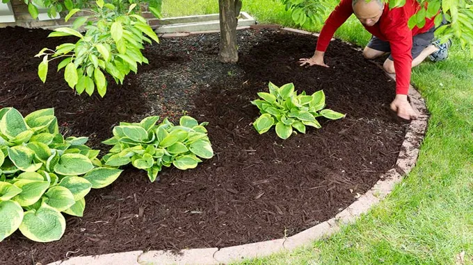 when do you mulch your lawn