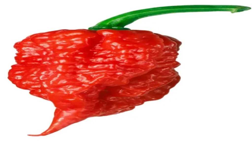 When Do You Pick Carolina Reaper Peppers for Maximum Flavor?