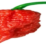 When Do You Pick Carolina Reaper Peppers for Maximum Flavor?