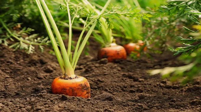 when do you plant carrots in georgia