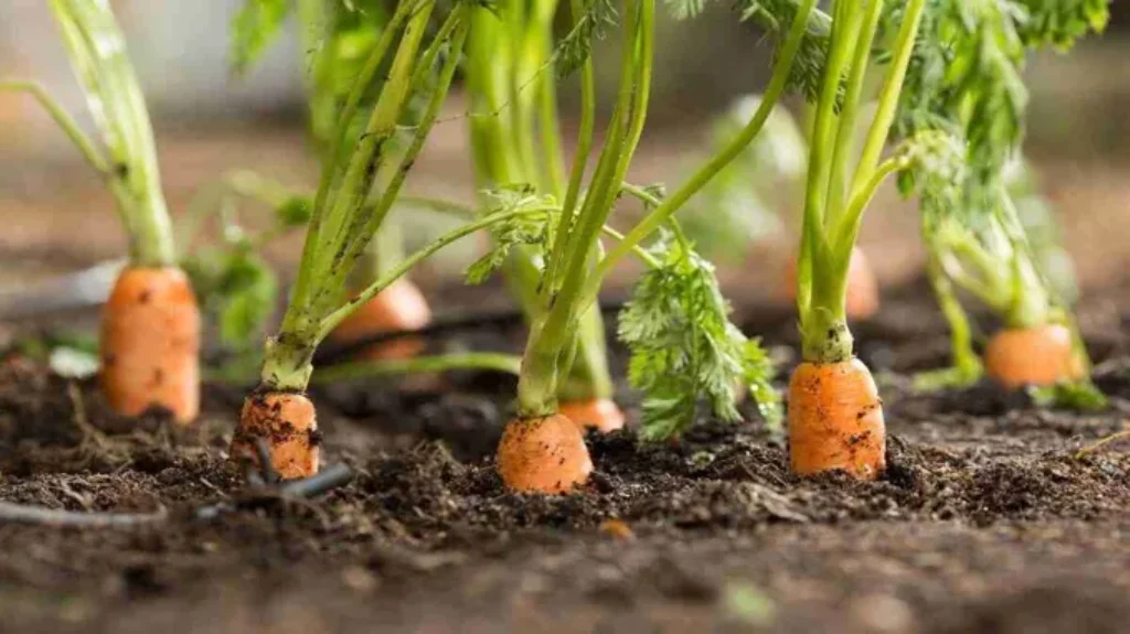 When Do You Plant Carrots in Georgia for a Bountiful Harvest