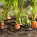 When Do You Plant Carrots in Georgia for a Bountiful Harvest