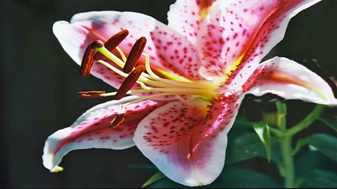 when do you plant lily bulbs