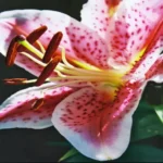 When Do You Plant Lily Bulbs for a Beautiful Garden?