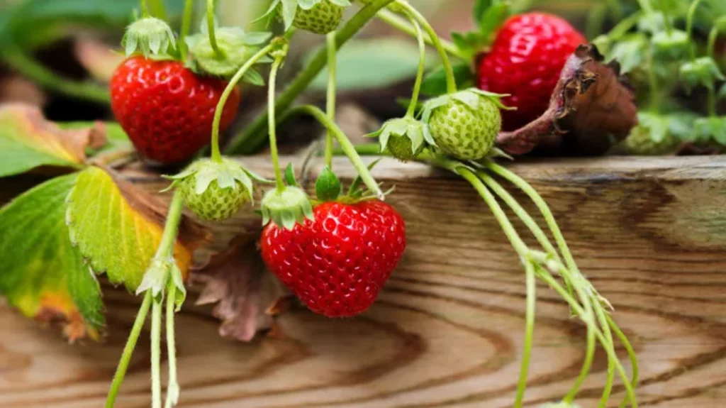 When Do You Plant Strawberries in NC: Best Timing and Tips