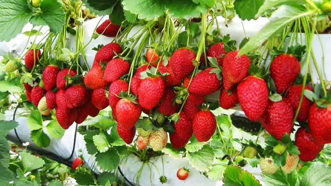 when do you plant strawberries in nc