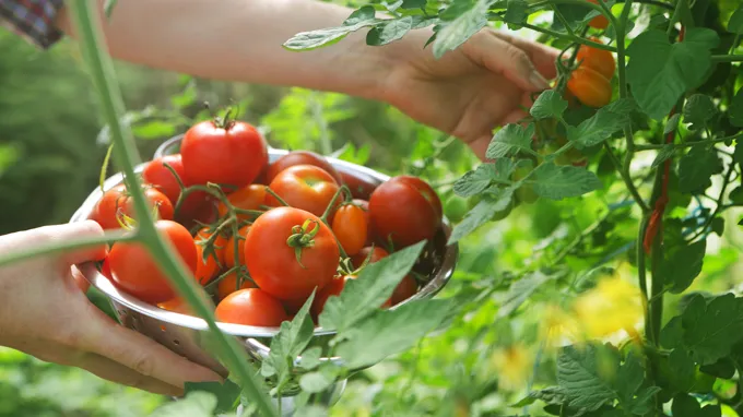 when do you plant tomatoes in tennessee