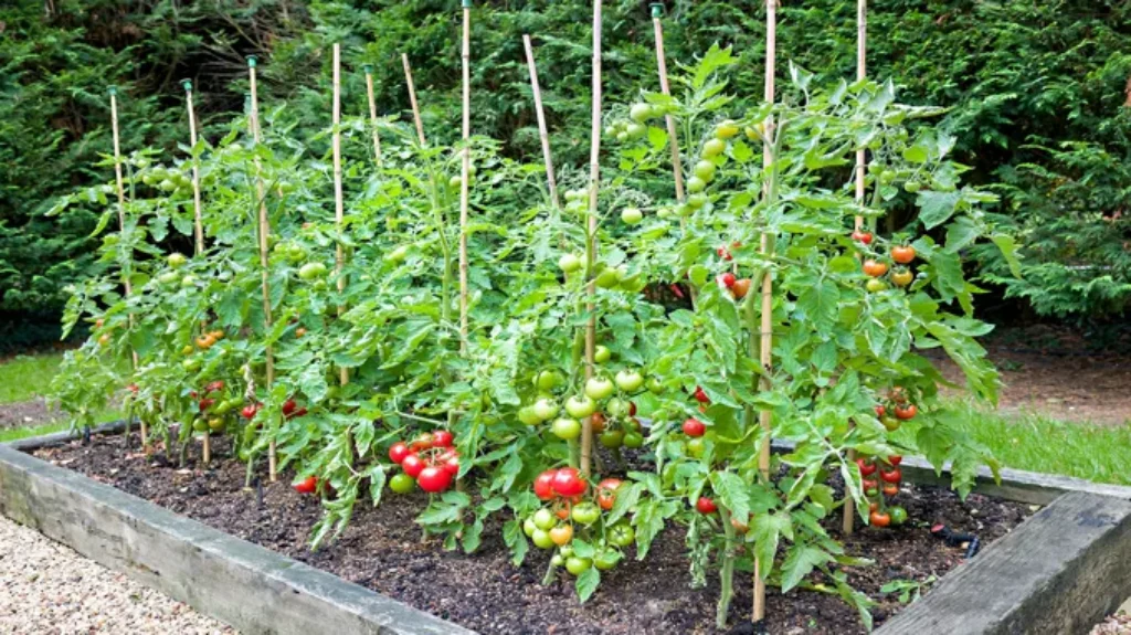 When do you plant tomatoes in Tennessee: A comprehensive guide