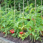 When do you plant tomatoes in Tennessee: A comprehensive guide