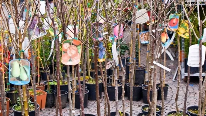 when does costco sell fruit trees