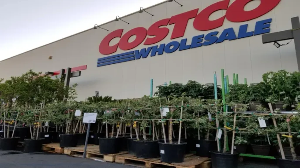 When Does Costco Sell Fruit Trees: Ultimate Guide to Buying Fruit Trees at Costco