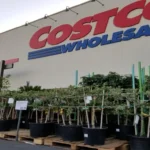 When Does Costco Sell Fruit Trees: Ultimate Guide to Buying Fruit Trees at Costco