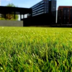 When Does Grass Start Growing Again: A Complete Guide