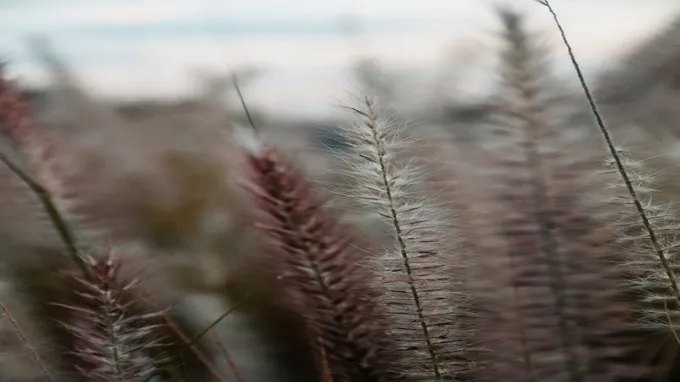 when does purple fountain grass come back