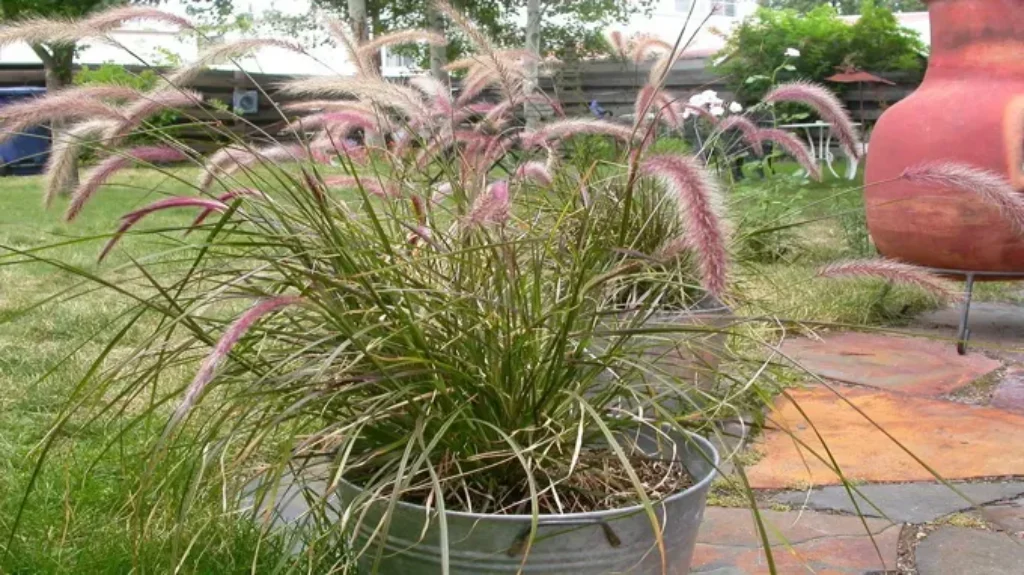 When Does Purple Fountain Grass Come Back: Tips for Growing Beautiful Ornamental Grasses