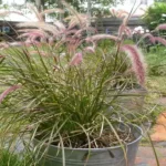 When Does Purple Fountain Grass Come Back: Tips for Growing Beautiful Ornamental Grasses