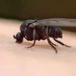 When is Gnat Season Over 2023: Tips to Avoid these Pesky Insects