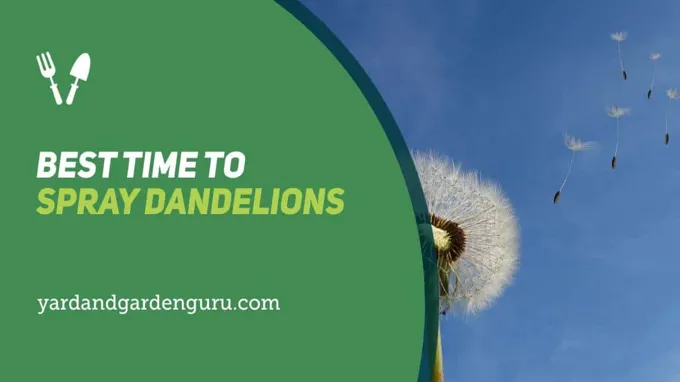 when is the best time to spray for dandelions