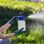 When is the Best Time to Spray for Dandelions: Expert Tips & Timing