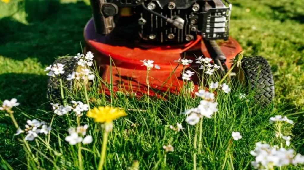 When Should I Cut My New Grass: Best Practices for a Healthy Lawn