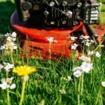 When Should I Cut My New Grass: Best Practices for a Healthy Lawn