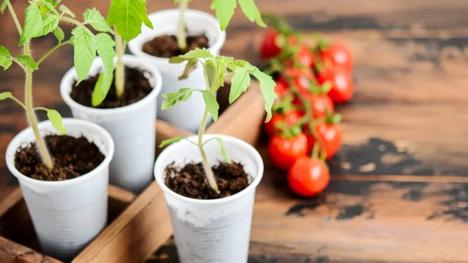 when should i fertilize my seedlings