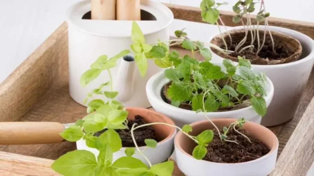 When should I fertilize my seedlings for optimal growth and health?