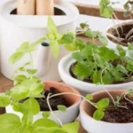 When should I fertilize my seedlings for optimal growth and health?