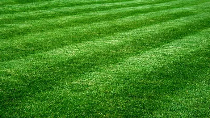 when should i mow new grass