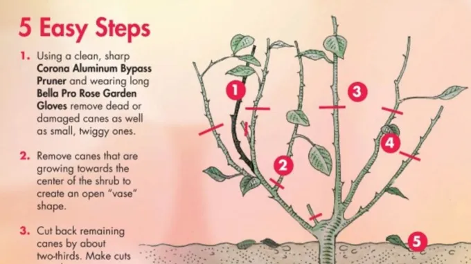 when should i prune my rose bush