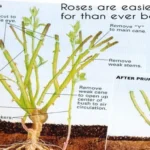 When Should I Prune My Rose Bush for Optimal Growth?