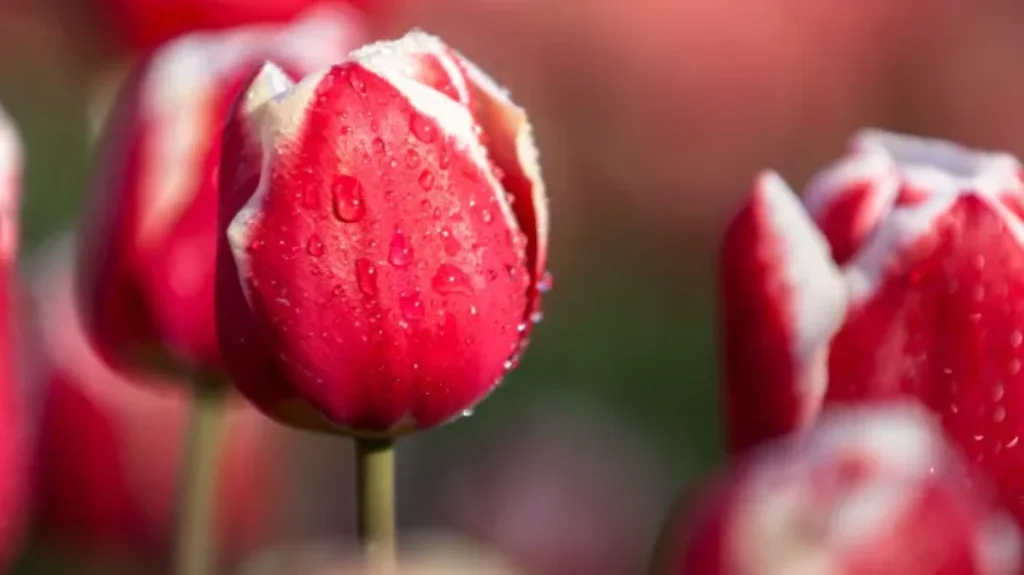 When should I put tulip bulbs in the fridge: A Guide to Proper Storage