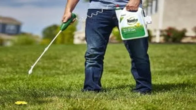 when should i spray weed killer