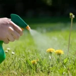 When Should I Spray Weed Killer for Maximum Effectiveness: Tips and Guidelines