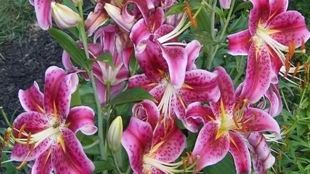 When should you plant lily bulbs for a vibrant garden display