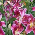 When should you plant lily bulbs for a vibrant garden display