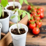 When Should You Start Fertilizing Seedlings: A Comprehensive Guide