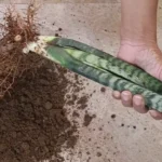 When Snake Plant Leaves Falling Over: Causes and Solutions