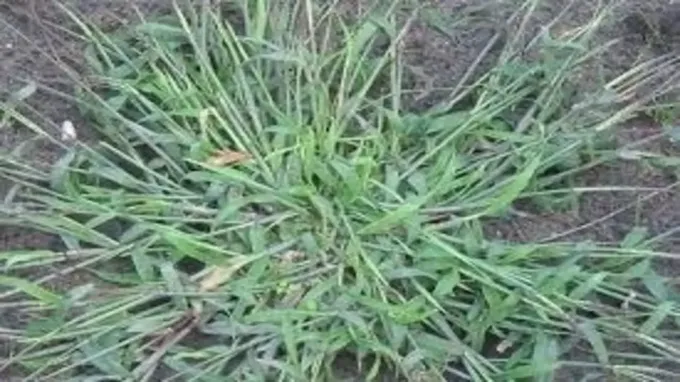 when to apply crabgrass preventer in illinois