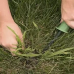 When to Apply Crabgrass Preventer in Illinois: Best Practices and Timing