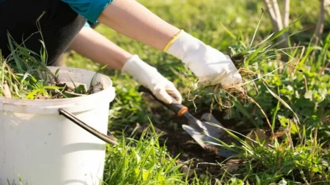 when to apply fertilizer and weed killer