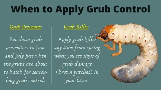 when to apply grub control in massachusetts