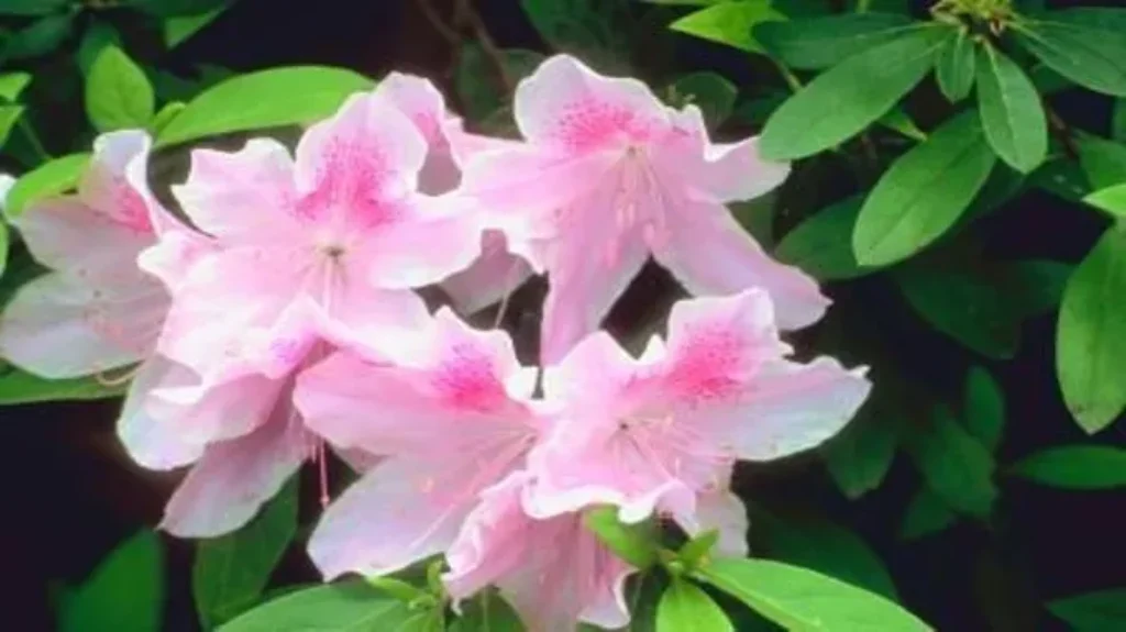 When to Apply Holly-Tone to Azaleas: Best Tips for Healthy Blooms