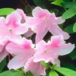 When to Apply Holly-Tone to Azaleas: Best Tips for Healthy Blooms