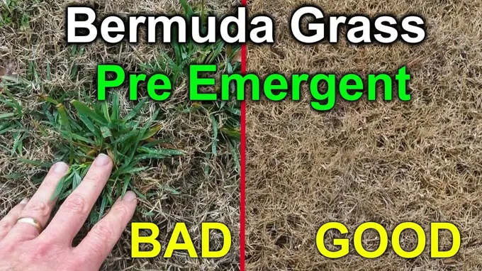 when to apply pre emergent for bermuda grass